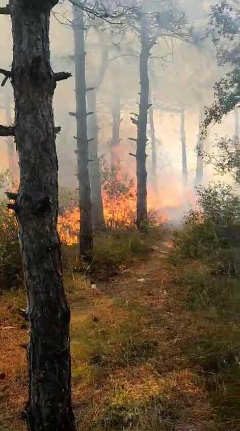 Sultangazi Kent Ormanı'nda Yangın Çıktı, Kundaklama İddiası Sultangazi Kent Ormanı'nda Yangın Çıktı, Kundaklama İddiası