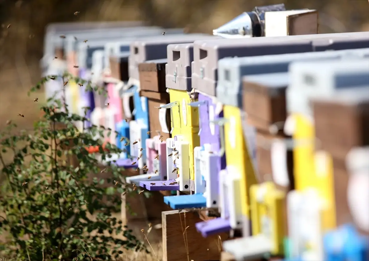 Trakya\'da Kuraklık Nedeniyle Bal Üretiminde Büyük Düşüş