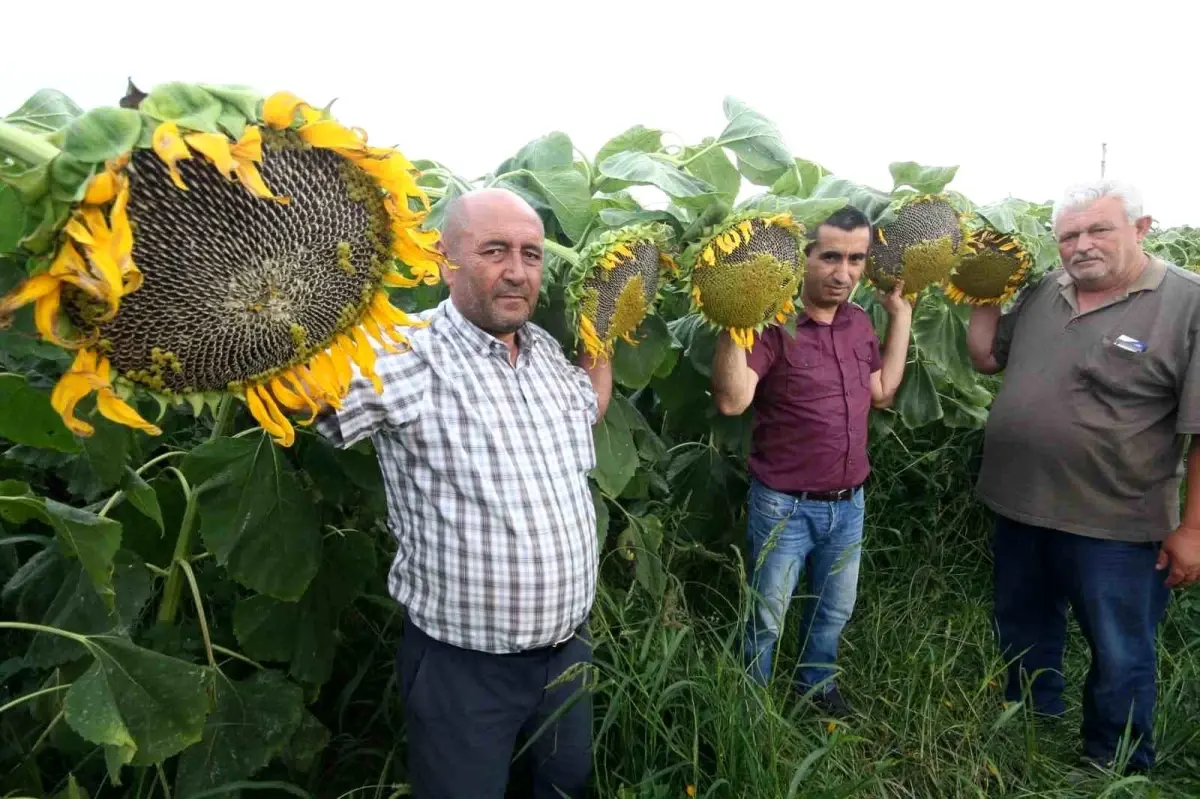 Yağlık Ay Çekirdeği Hasat Dönemi Başladı