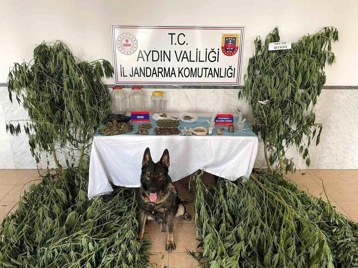 Aydın\'da Uyuşturucu Operasyonu: 2 Kilo Skunk Ele Geçirildi