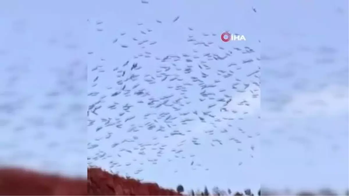 Binlerce göçmen kuş, Mehmetçik Anıtı\'nda görsel şölen oluşturdu