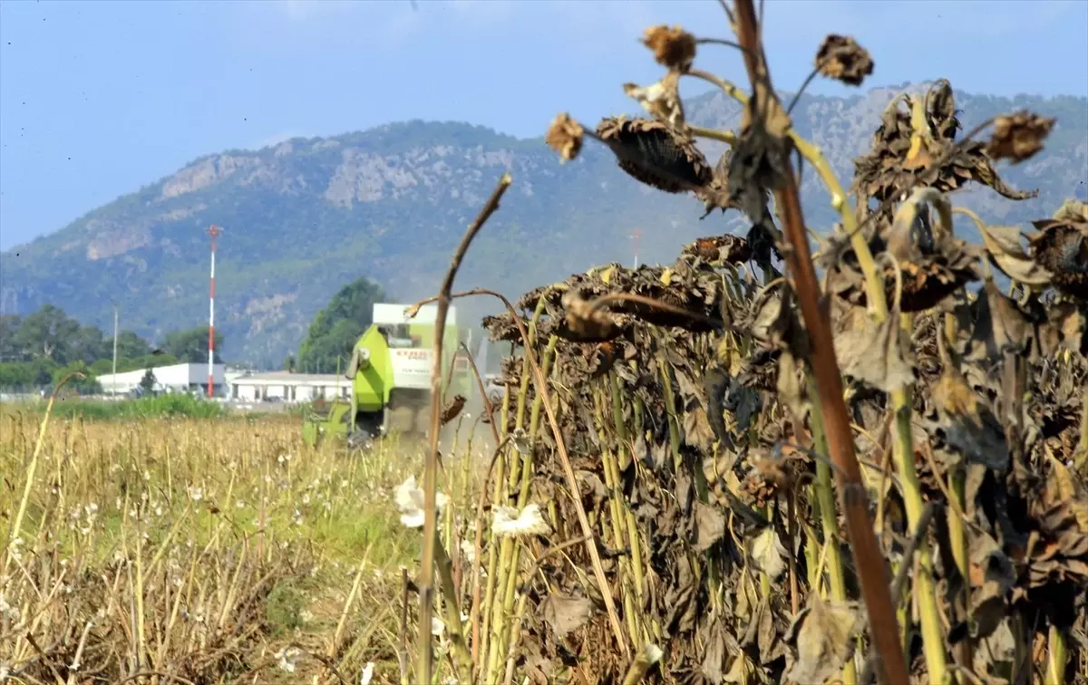 TİGEM Dalaman Tarım İşletmesi\'nde Ayçiçeği Hasadı Devam Ediyor