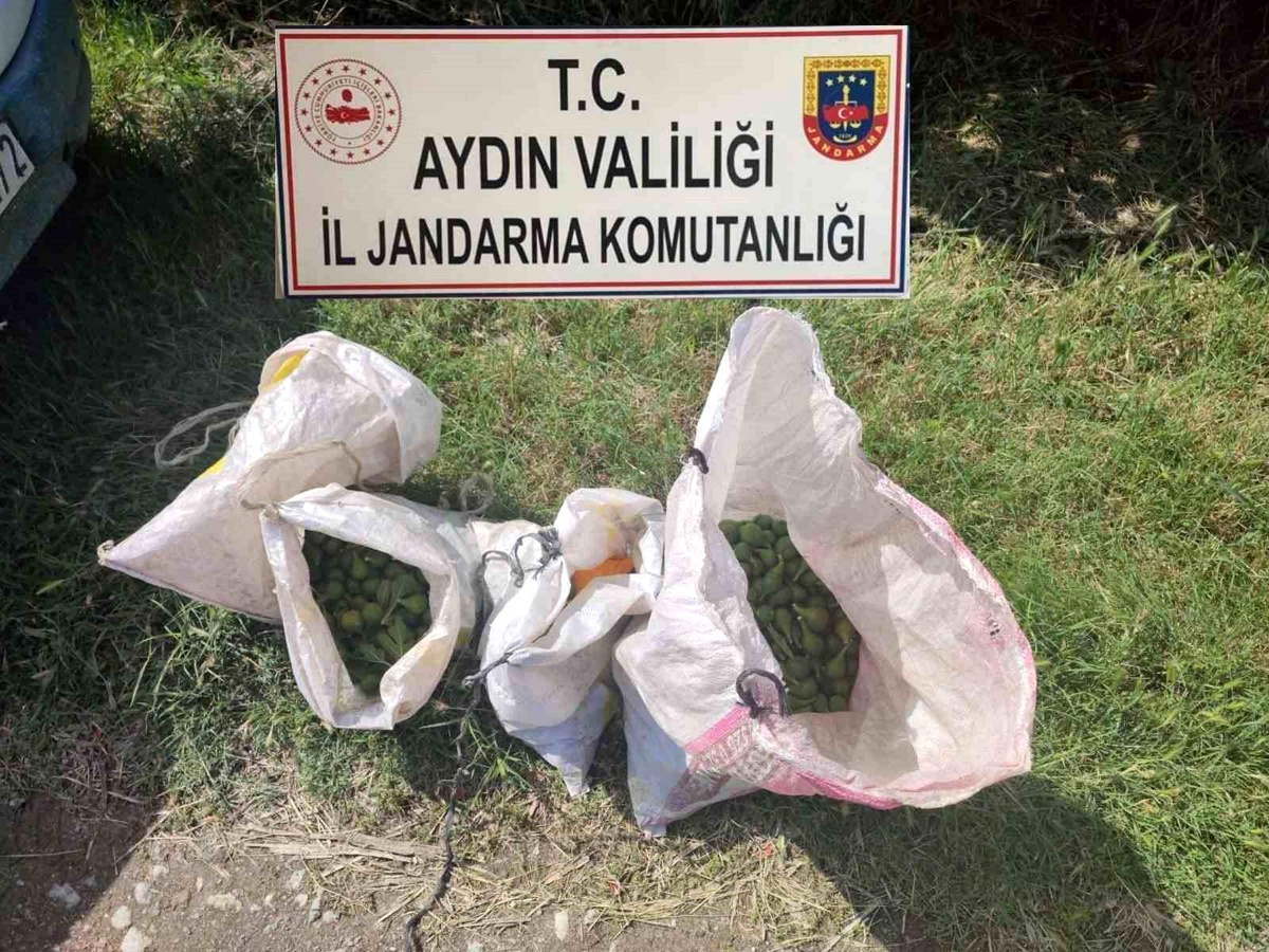 Aydın\'da Tarımsal Ürün Hırsızlığı Operasyonu: 10 Şüpheli Yakalandı