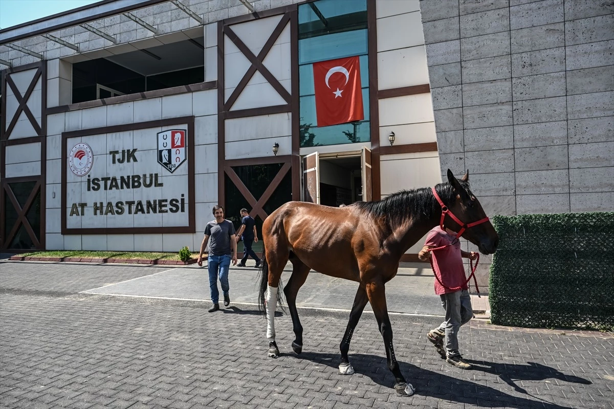 İstanbul Yarış Atları Hastanesi\'nde Atların Tedavisi ve Sağlıklarına Kavuşmaları