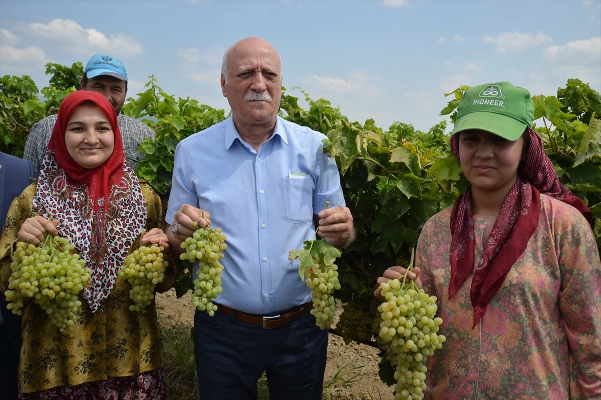 TZOB Genel Başkanı Şemsi Bayraktar, Turgutlu\'da üzüm hasadına katıldı