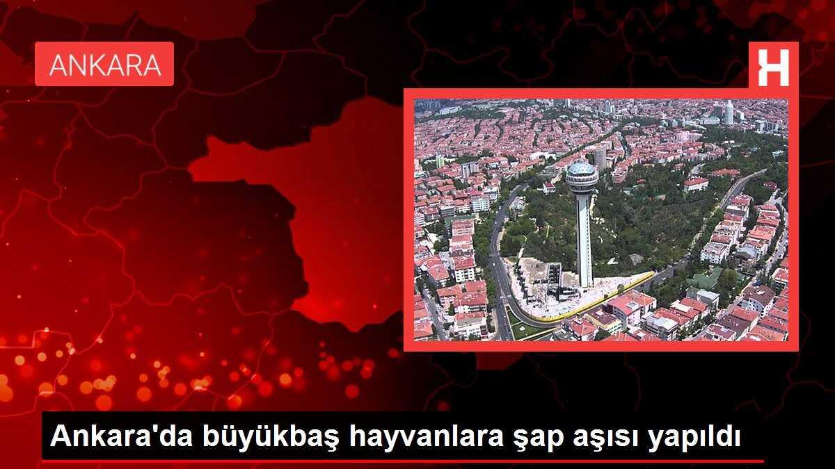 Ankara'da büyükbaş hayvanlara şap aşısı yapıldı