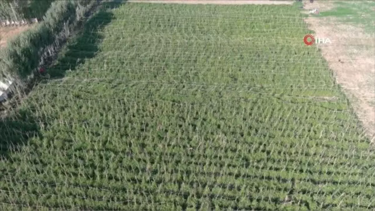 Antalya\'nın meşhur ihraç domates fidesi Erciş\'te yüksek verim bekleniyor