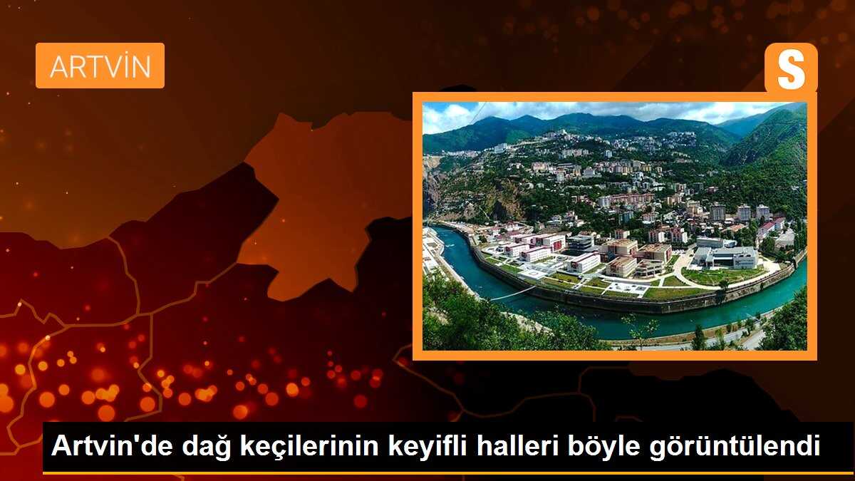 Artvin\'de dağ keçilerinin keyifli halleri böyle görüntülendi