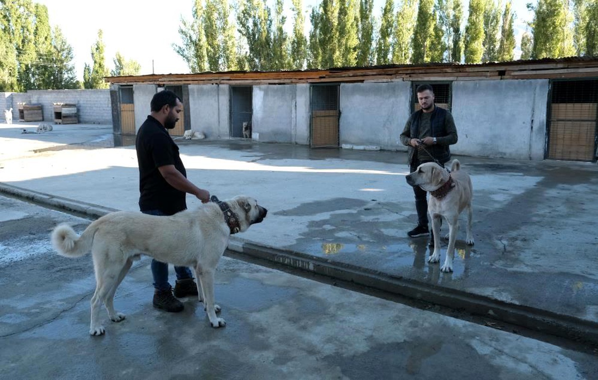 Dünyanın En İyi Koruma Köpekleri Erzincan\'da Yetiştiriliyor