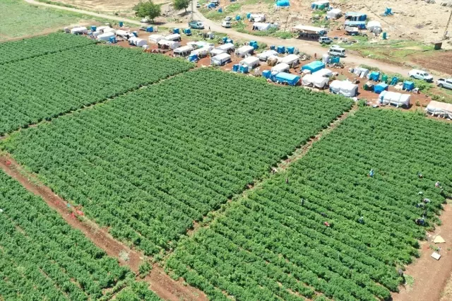Kahramanmaraşlı çiftçi jalapeno biberiyle 40 ülkeye ihracat yapıyor
