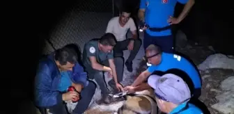Yabani Dağ Keçisi Kırık Çeneyle Tedavi Altına Alındı
