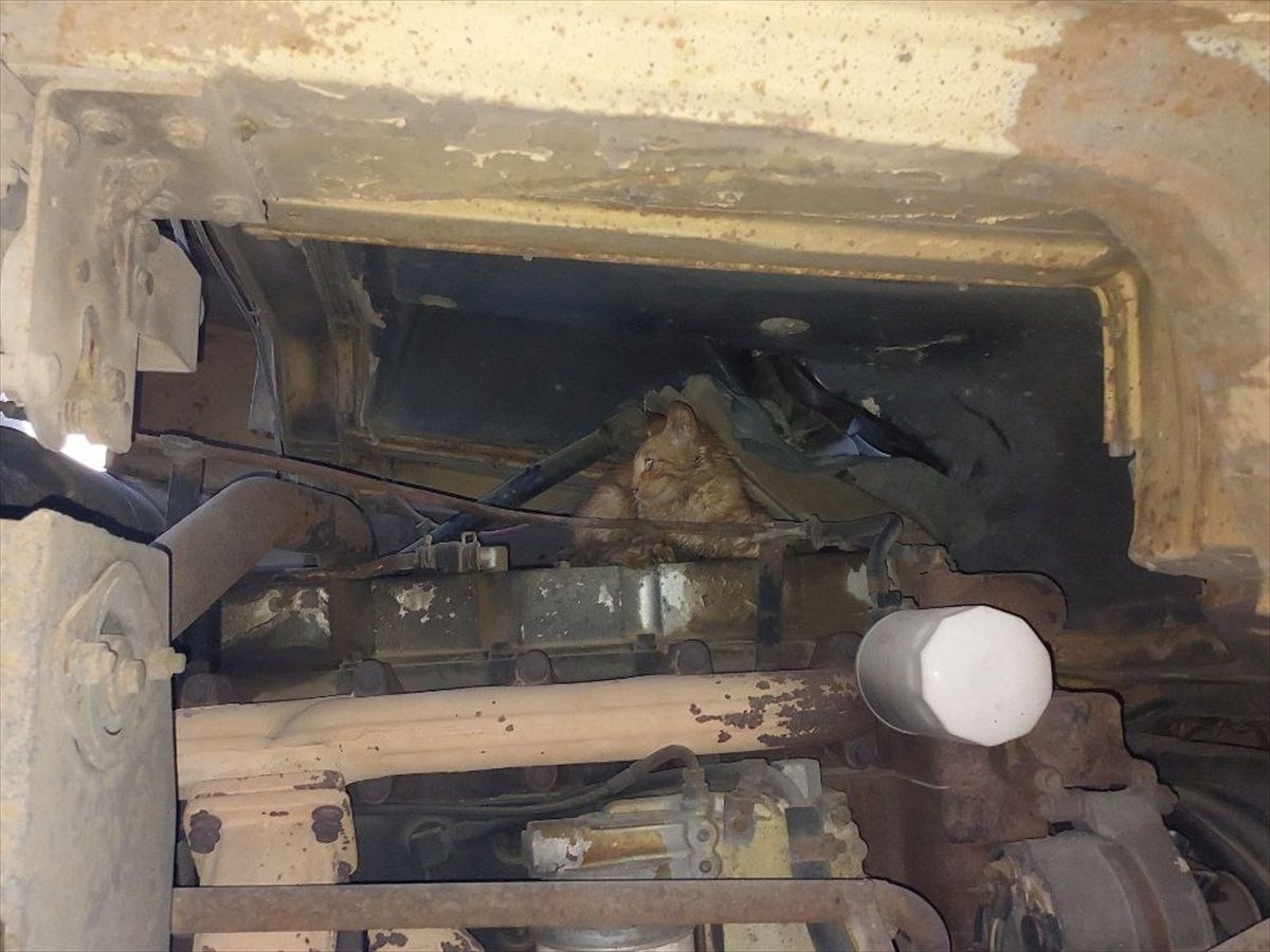 Çorum\'un Alaca ilçesinde bir vincin motor bölümünde sıkışan kedi itfaiye ekiplerince kurtarıldı