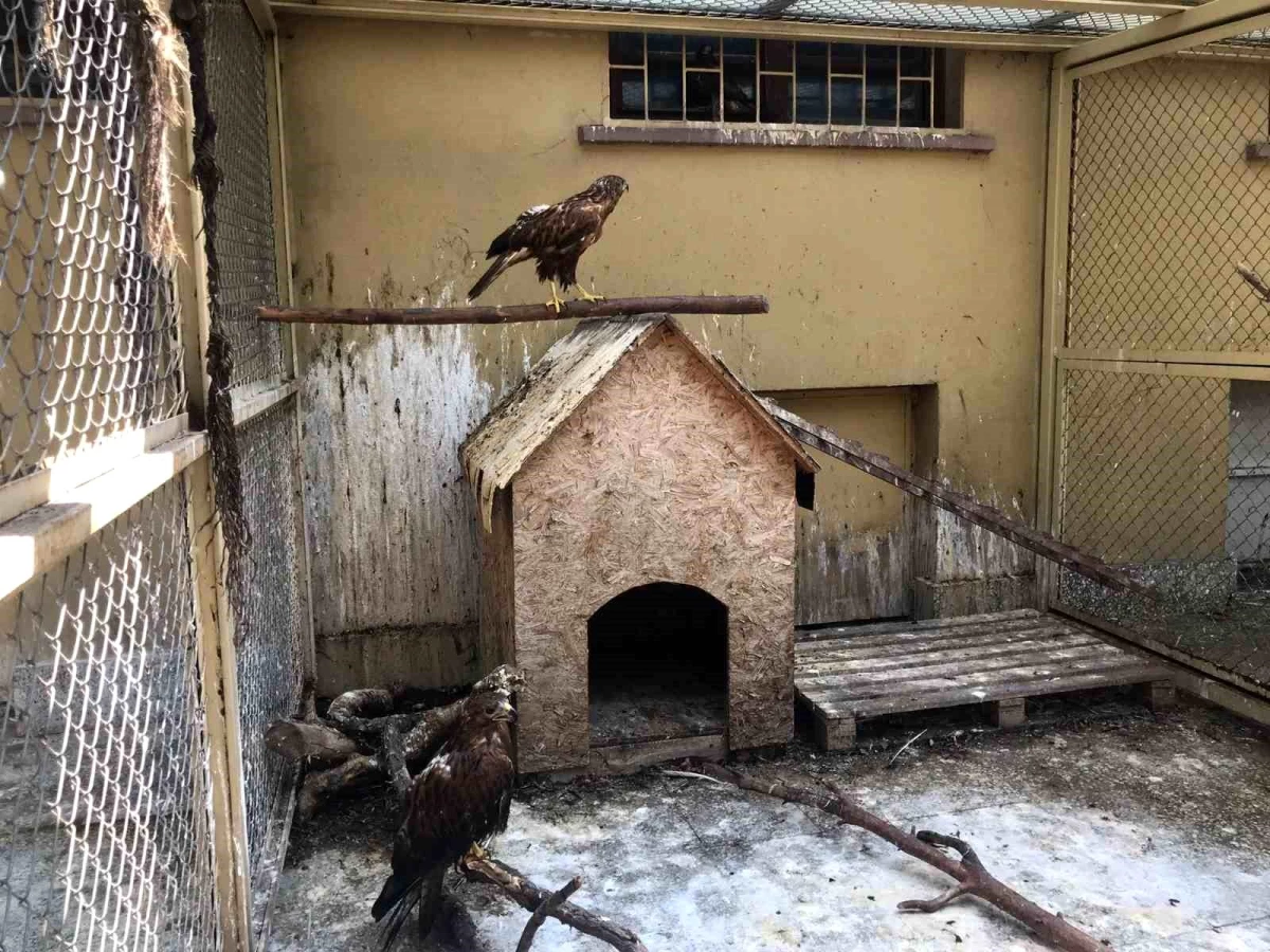 Ankara Üniversitesi Veteriner Fakültesi Hayvan Hastanesi Yaban Hayvanları Birimi, Yaralı Yaban Hayvanlarını Tedavi Ediyor