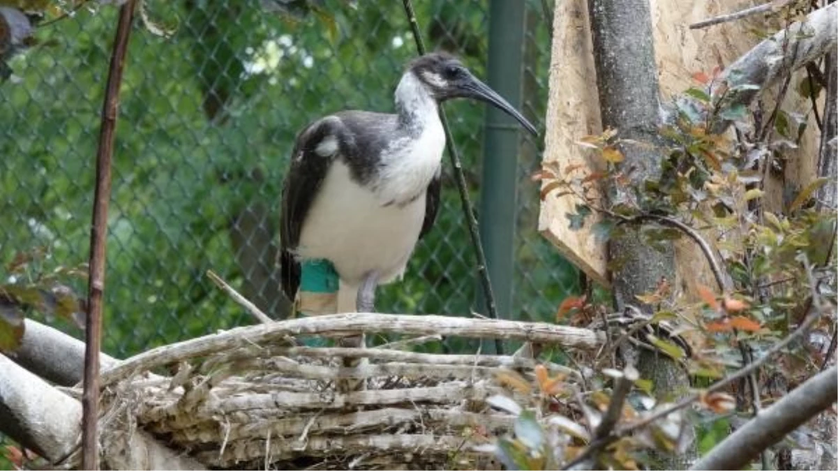 Bursa Hayvanat Bahçesi\'nde Saman Boyunlu Ibis Kuşları Yavru Dünyaya Getirdi