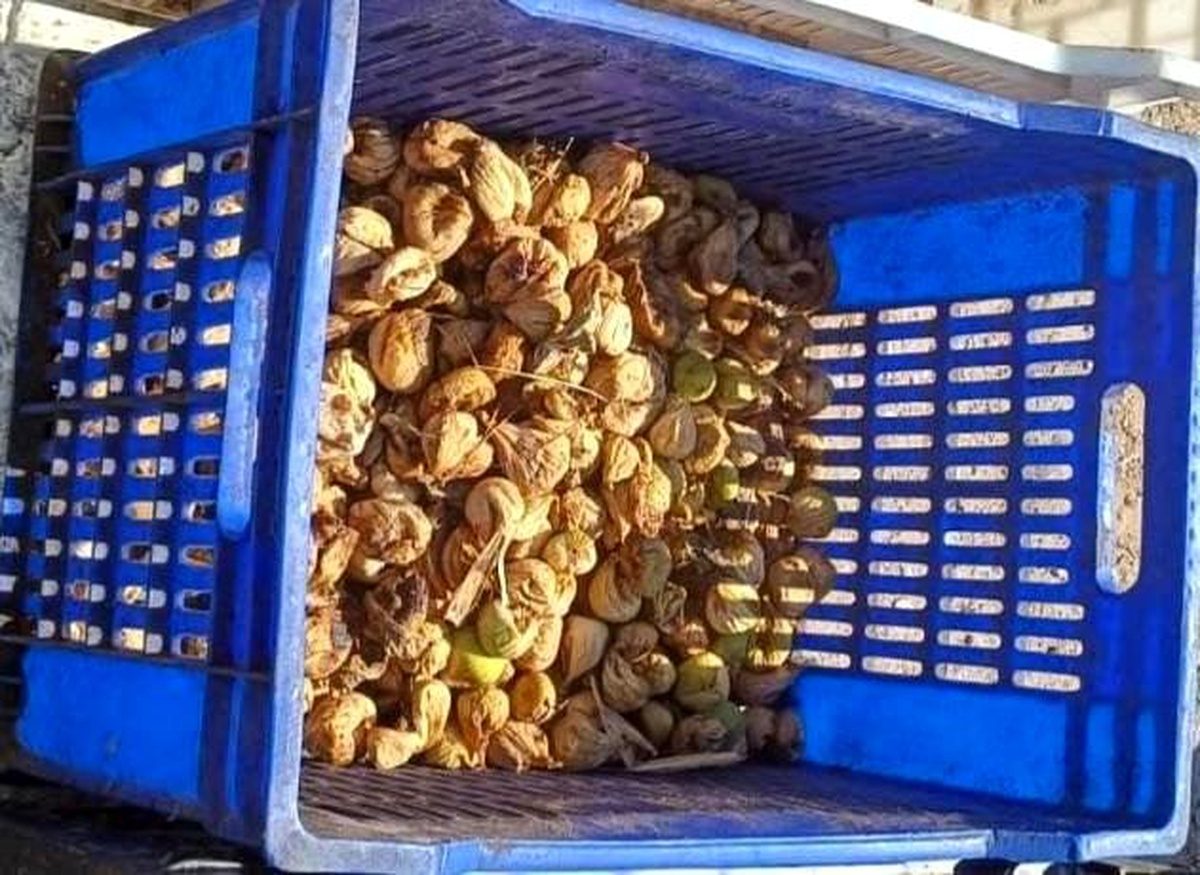 Aydın\'da 20 Kilo İncir Hırsızı Yakalandı