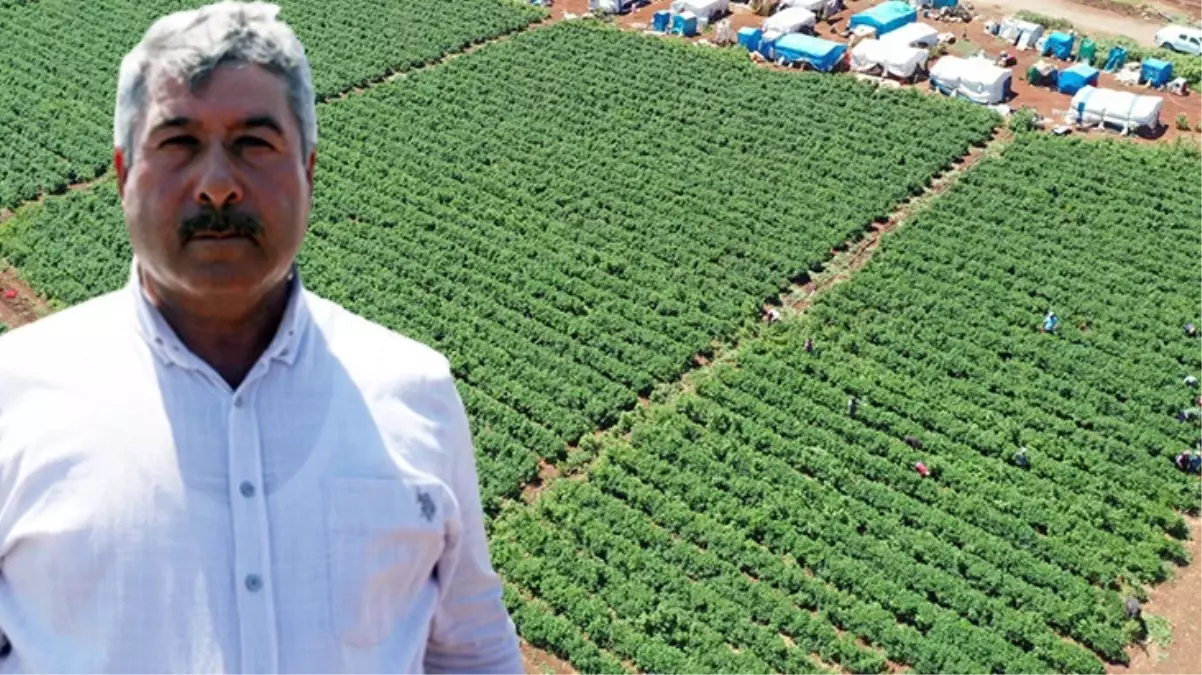 Kahramanmaraşlı çiftçi jalapeno biberiyle 40 ülkeye ihracat yapıyor