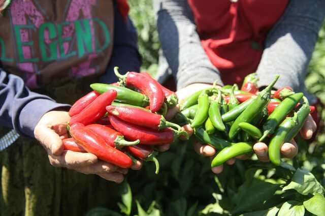 Kahramanmaraşlı çiftçi jalapeno biberiyle 40 ülkeye ihracat yapıyor