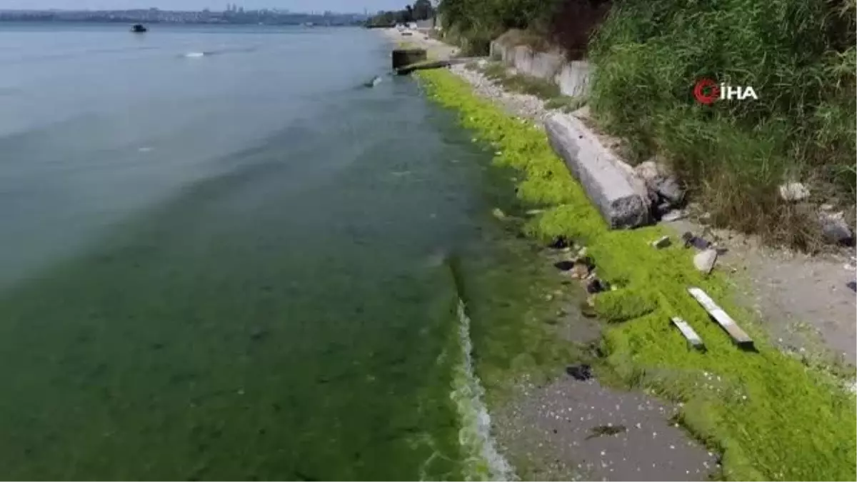 İstanbul\'da Kirlilik Nedeniyle Kapatılan Plajda Deniz Yeşile Büründü