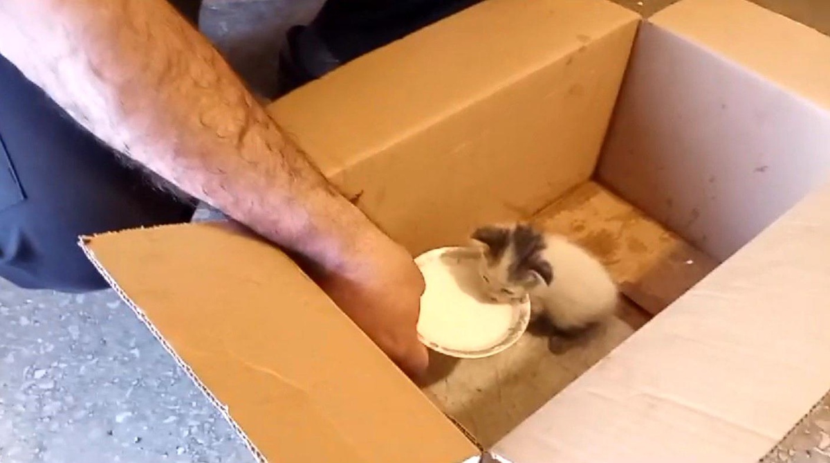 Kars\'ta yaralı yavru kedi itfaiye ekiplerince tedavi edilecek