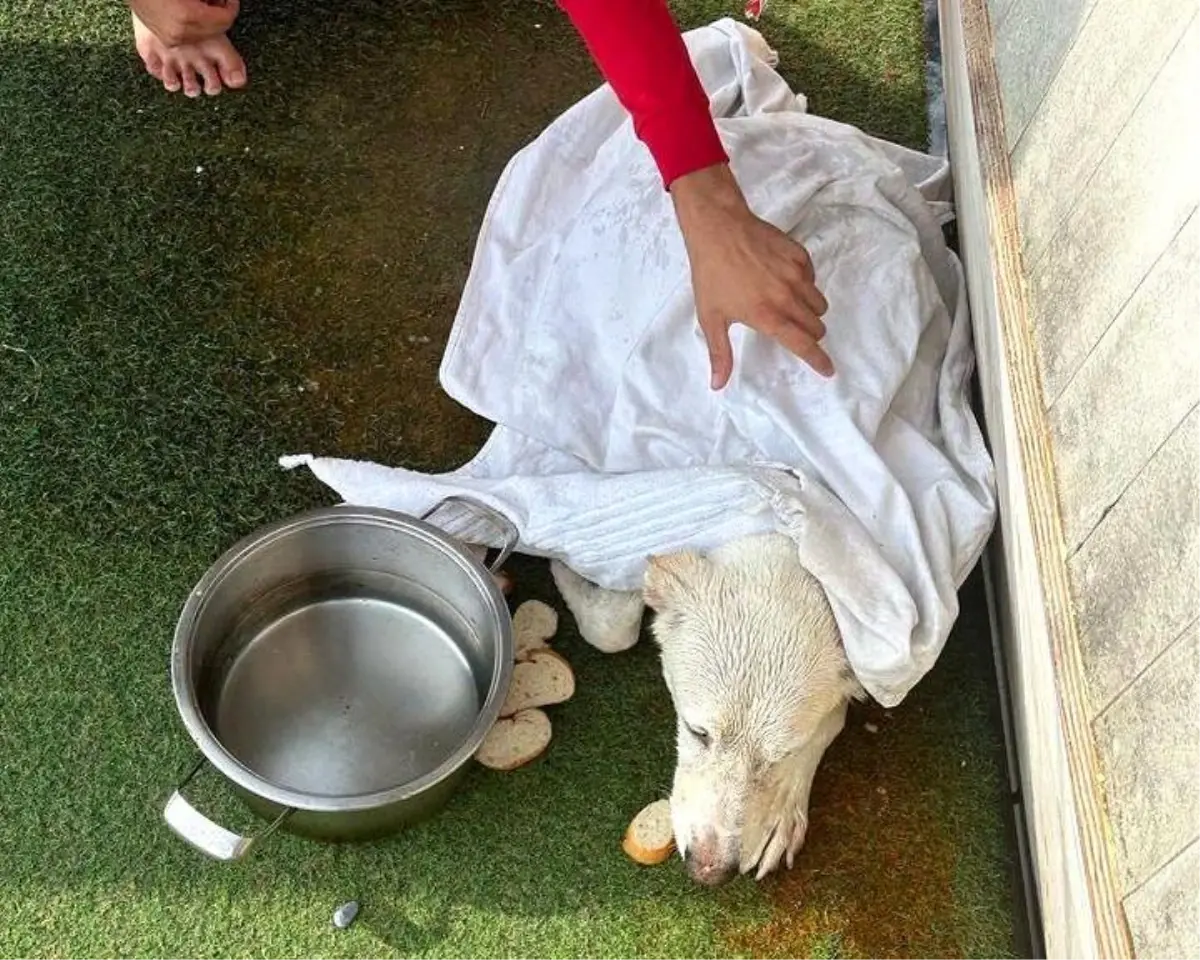 Kuşadası\'nda kayalıklarda mahsur kalan köpek kurtarıldı