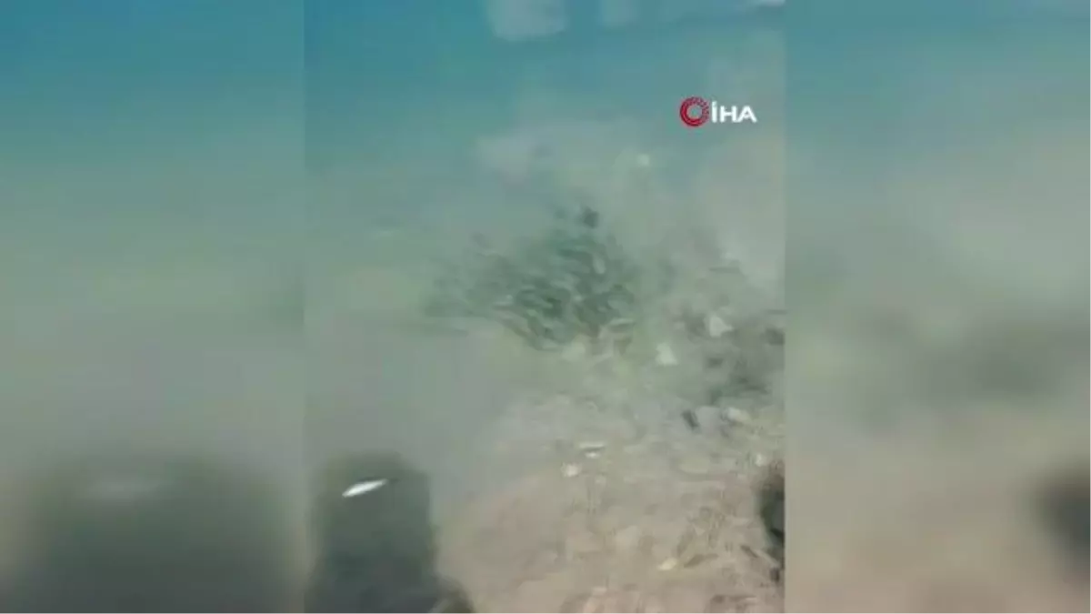 Kozan'da barajlara sazan yavruları bırakıldı