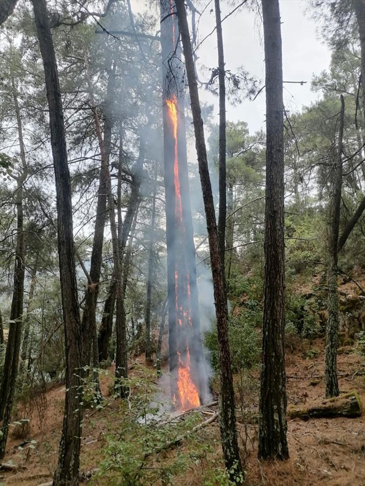 Muğla\'da Yıldırım İsabet Eden 36 Noktada Orman Yangını Çıktı