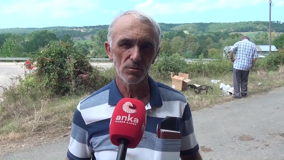Sinop\'ta Sokak Köpekleri Sorunu: Vatandaşlar Yardım İstiyor