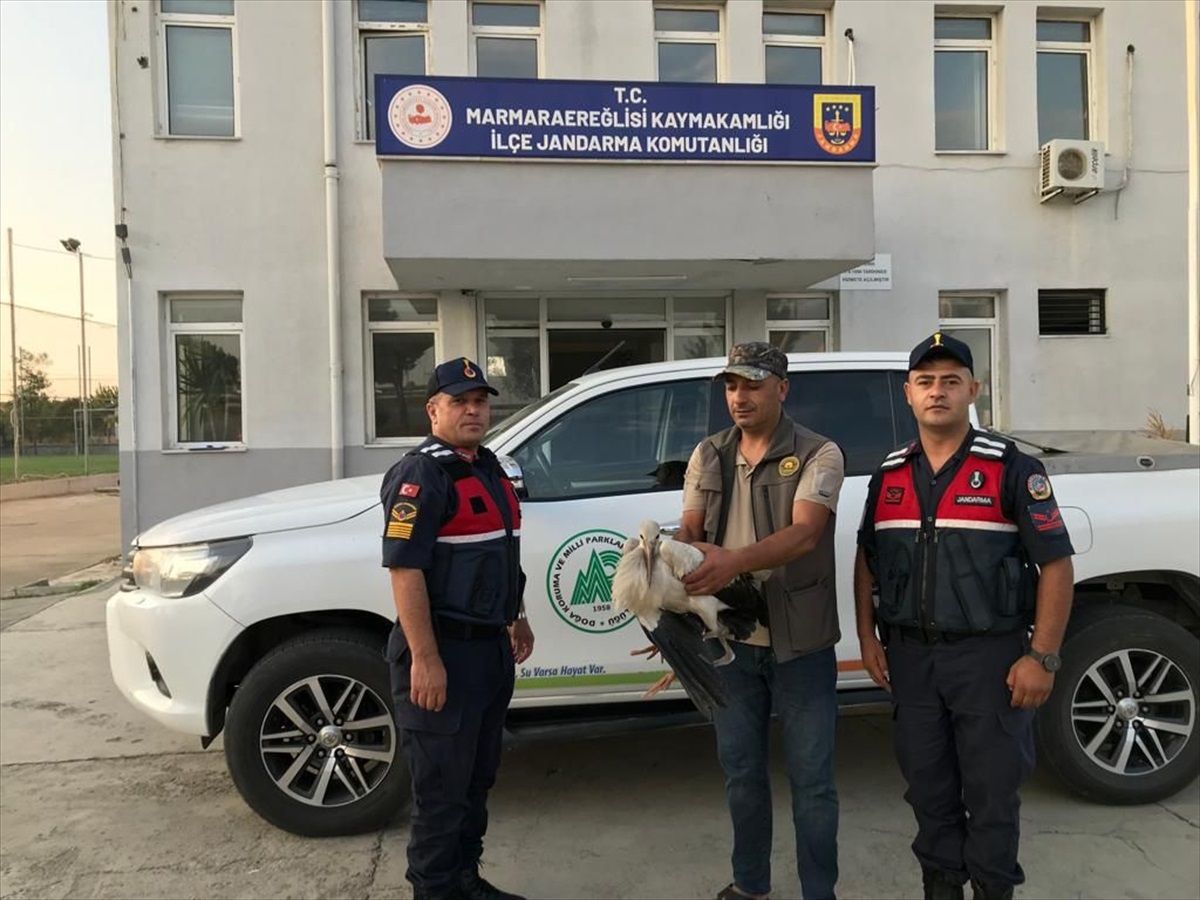 Yaralı Leylek Marmaraereğlisi\'nde Tedavi Altına Alındı