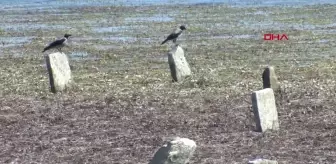 Adana'da 153 Yıllık Mezarlar Suyun Çekilmesiyle Ortaya Çıktı