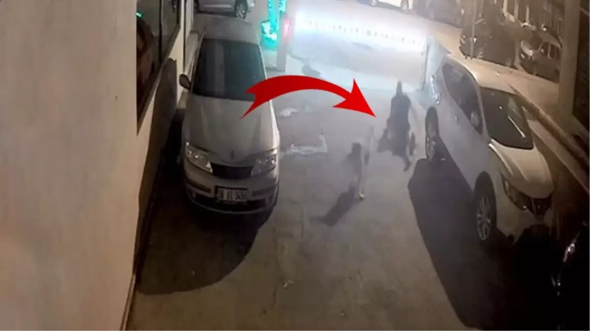 Artvin\'de sokak köpeği, yoldan geçen adamın üzerine atladı