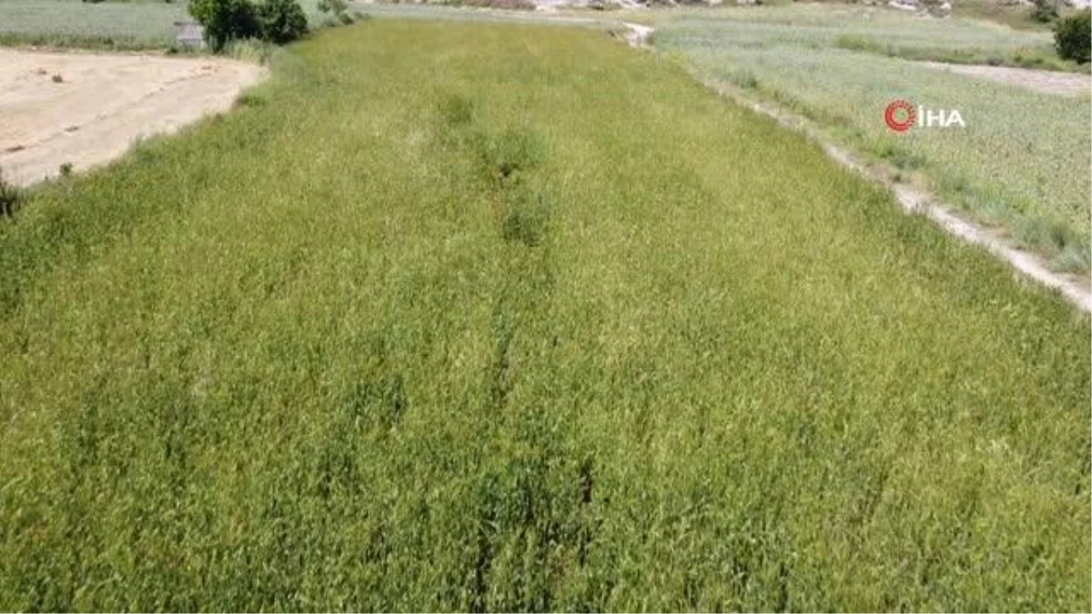 İhsaniye\'de Ata Buğdayı Hasadı: Dekar Başına 1 Ton Verim