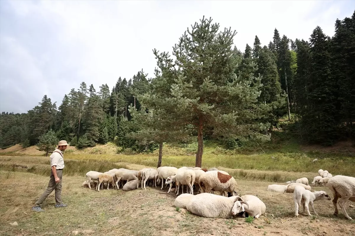 Düzce\'deki Yaylalar Doğaseverlerin Tercihi