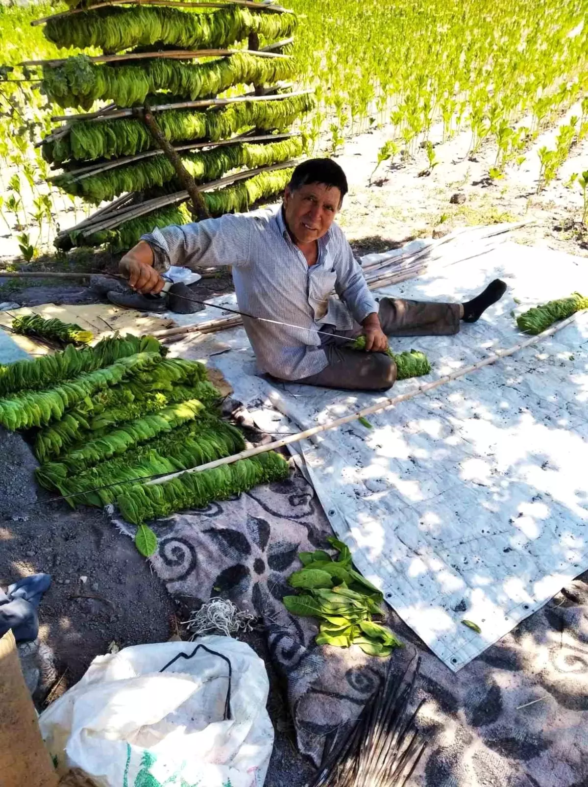 Balıkesir'de tütün hasadıyla birlikte fiyatlar yükseldi
