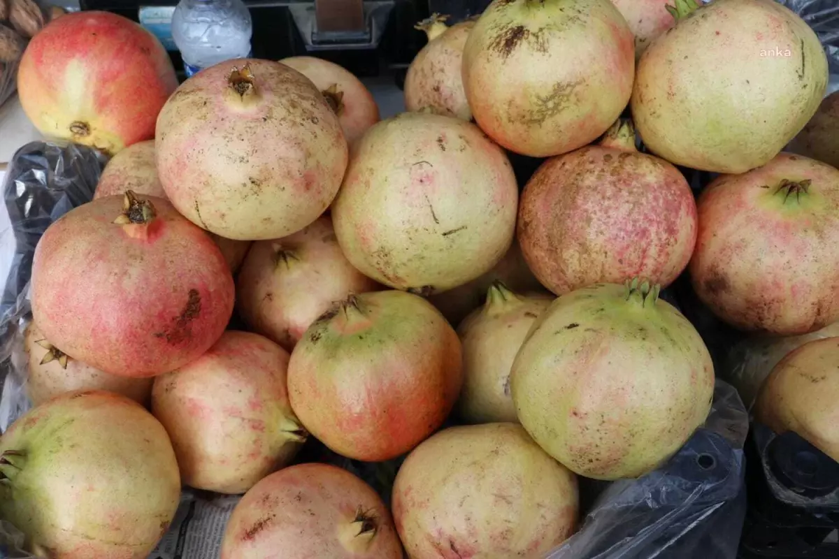 Gazipaşa\'da Çekirdeksiz Nar Coğrafi İşaret Alarak Tescillendi