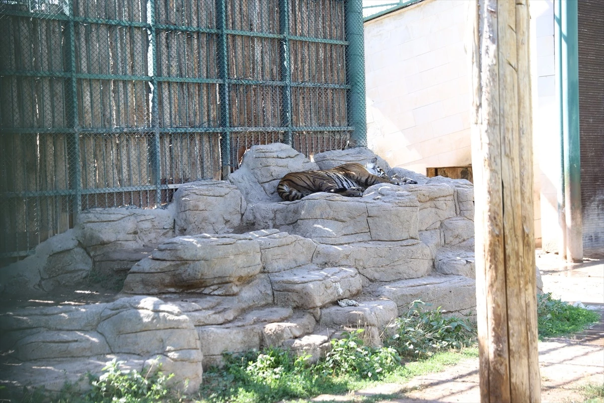 Kayseri Büyükşehir Belediyesi Hayvanat Bahçesi\'nde Engelli Kaplan Umay\'a Özel İlgi