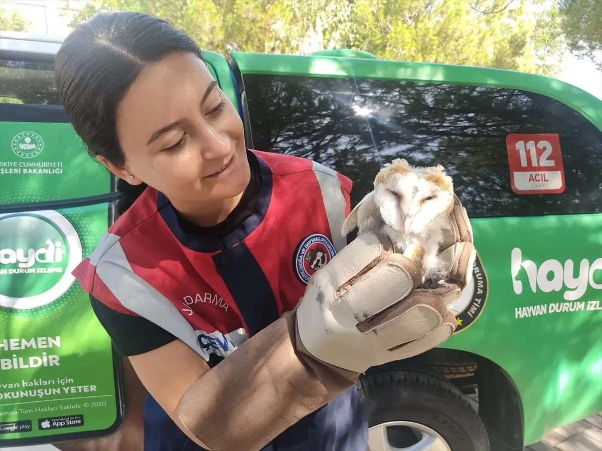 Manisa\'da yaralı baykuş, tedavi altına alındı
