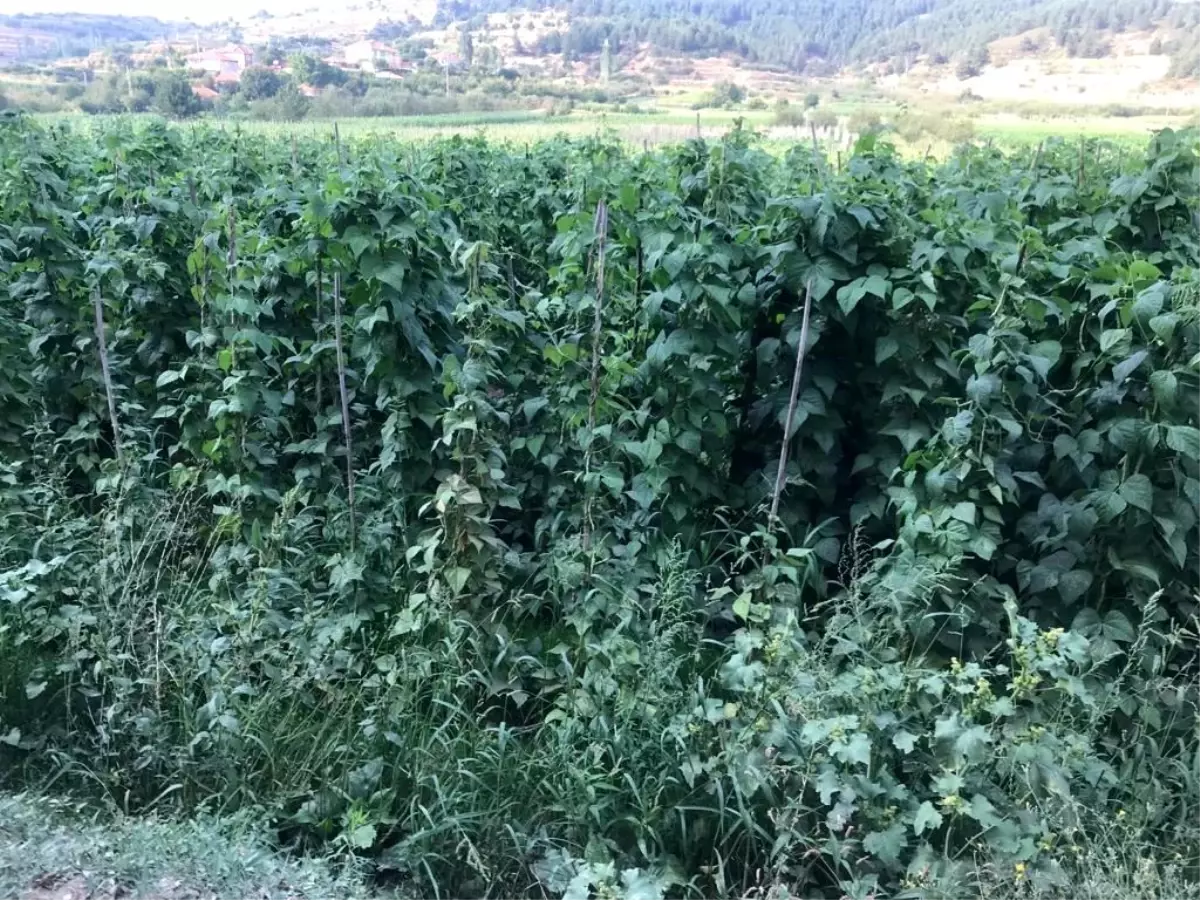 Buldan\'da Sebze ve Meyve Üretiminde Artış Yaşanıyor