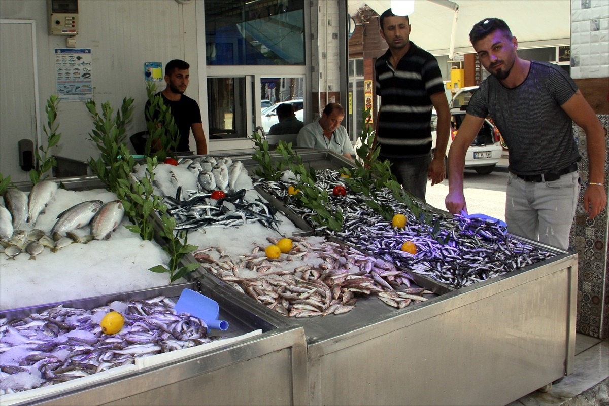 Sinop\'ta Hamsi Sezonu Başladı