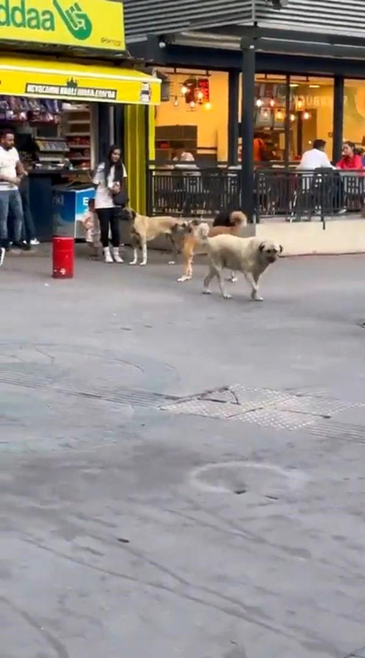 Ankara\'da Başıboş Sokak Köpekleri Küçük Çocuğu Tehdit Etti