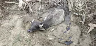 Düzce'de İtfaiye Ekipleri Tarafından Kurtarılan Hayvanlar