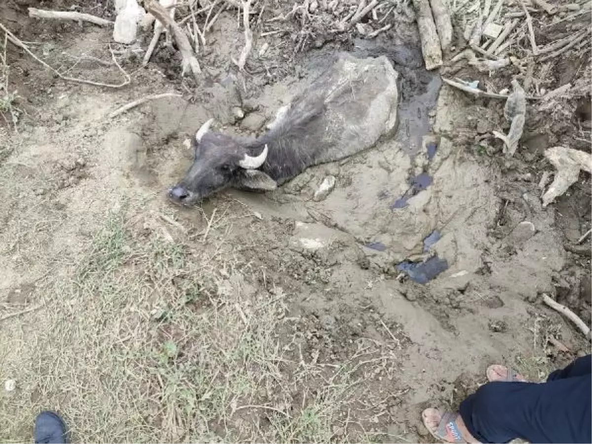 Düzce'de İtfaiye Ekipleri Tarafından Kurtarılan Hayvanlar