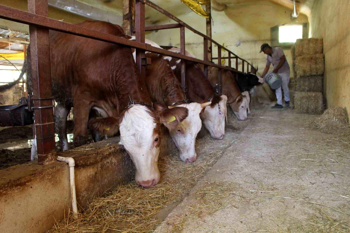 Antalya Büyükşehir Belediyesi, Hayvancılığı Desteklemeye Devam Ediyor
