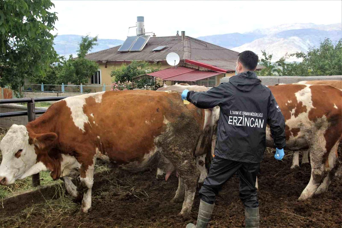 Erzincan\'da hayvanların şap hastalığına karşı aşılama programı başlatıldı