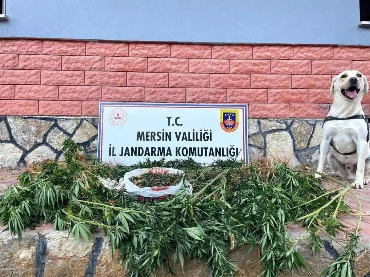 Mersin\'de Uyuşturucu Operasyonu: 2 Şüpheli Gözaltına Alındı