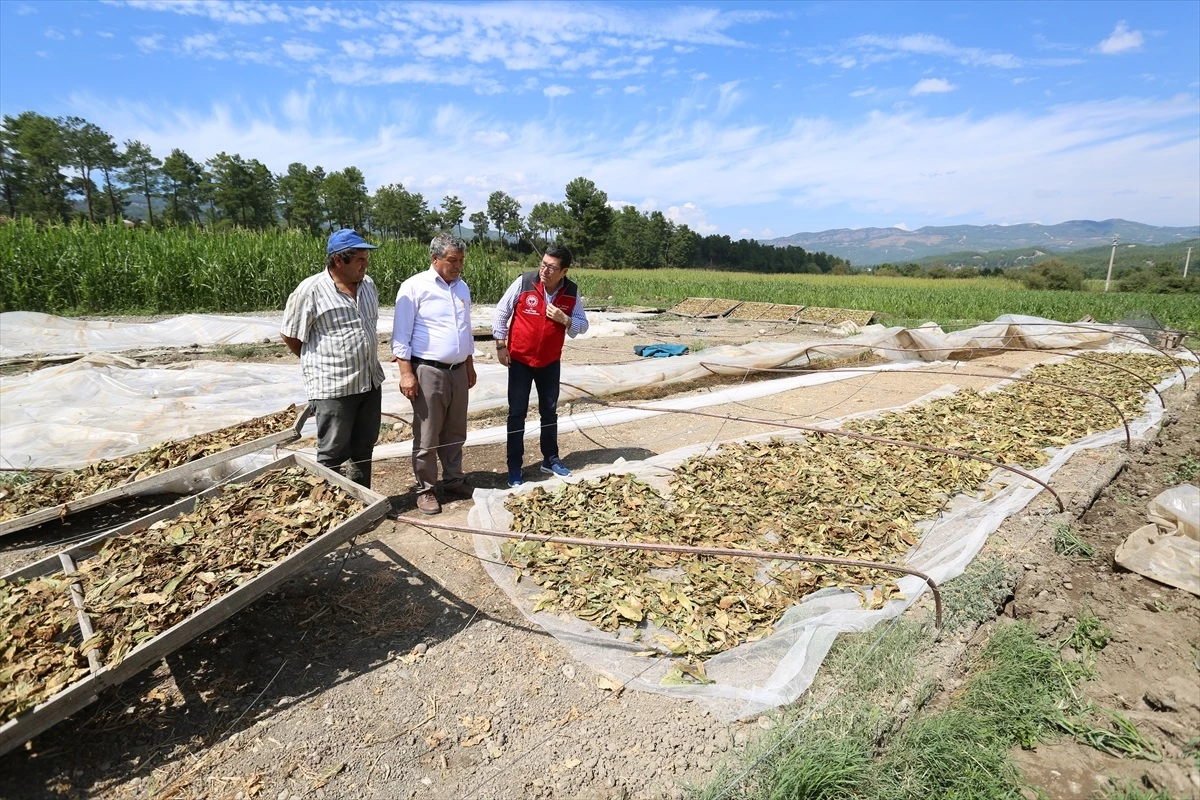 Muğla\'da Fırtına ve Dolu Tarım Alanlarında 1,6 Milyon TL Hasara Yol Açtı