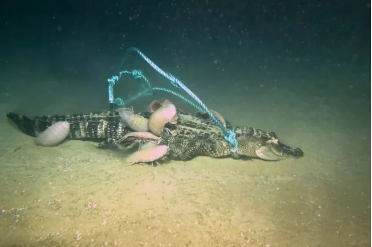 Gizemli deniz yaratığı, bir timsahı bütün olarak yiyerek bilim adamlarını şaşırttı
