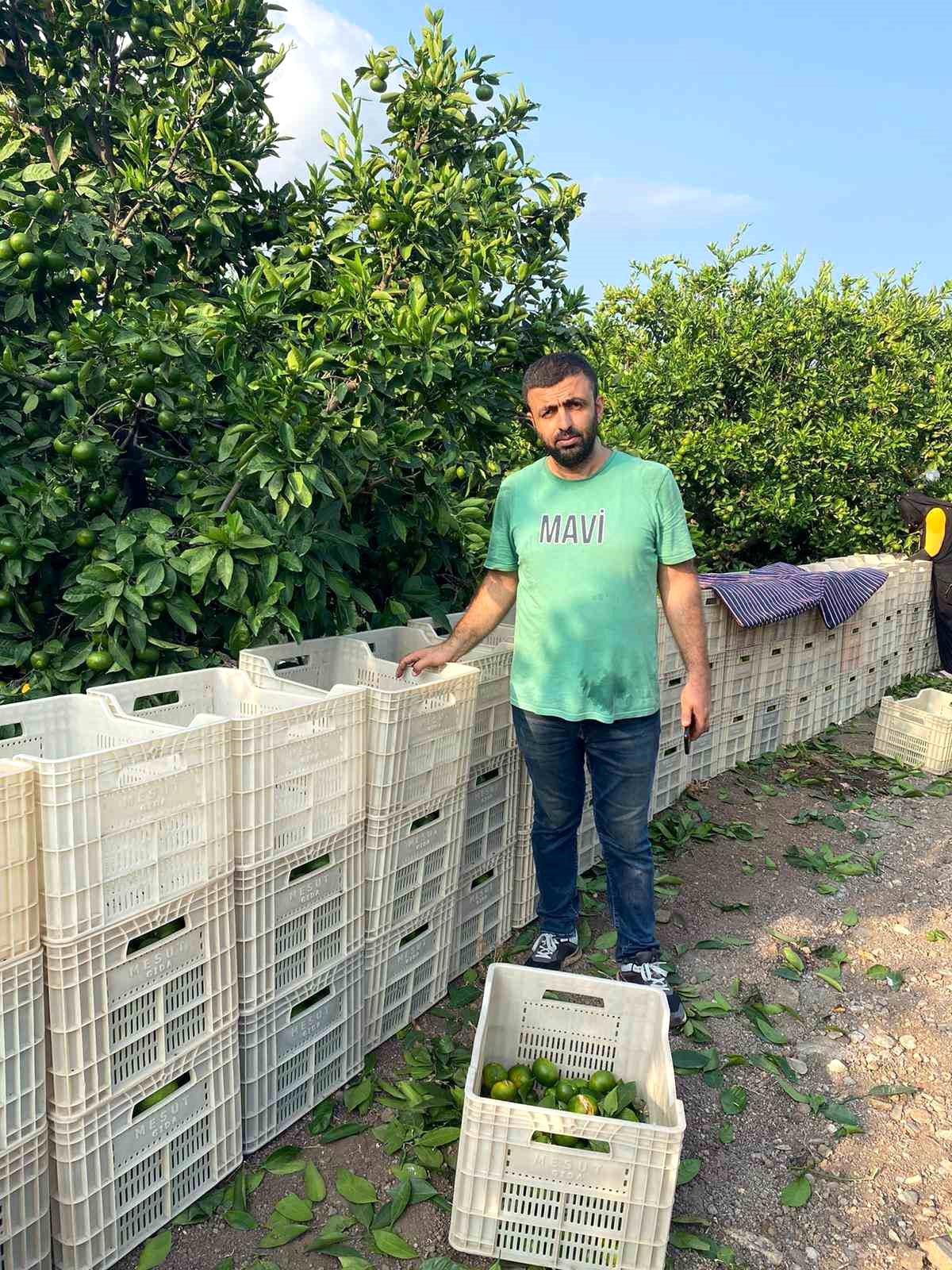 Hatay\'da mandalina hasadı başladı, fiyatlar 5 TL\'den alıcı buldu