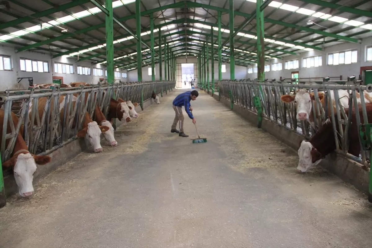 İstanbul\'dan Kayseri\'ye dönen besici çiftliğini büyüttü