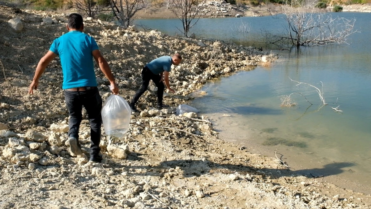 Mersin\'de 15 Bin Sazan Balığı Yavrusu Gölete Bırakıldı