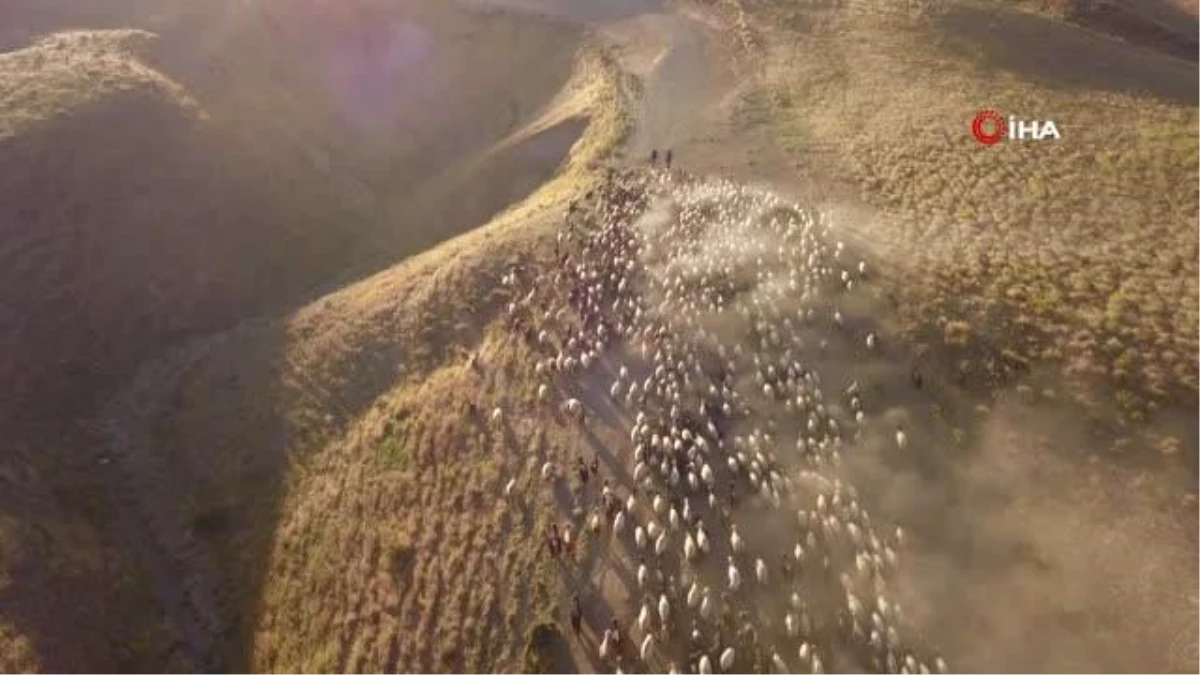 Koyun sürülerinin tozlu yolculuğu görsel şölen sunuyor